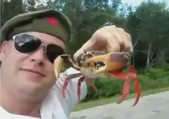 Cangrejo se prensa en la nariz de un humano