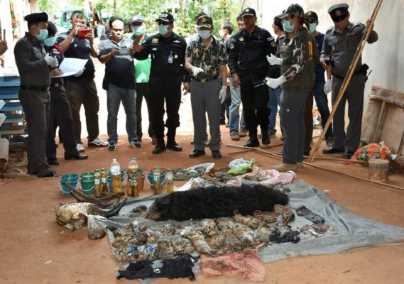 Descubren 40 crías muertas de tigre en polémico templo de Tailandia