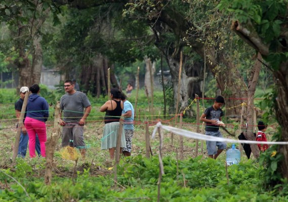 Invasores talan árboles en el acuífero de Sunseri y se instalan otra vez