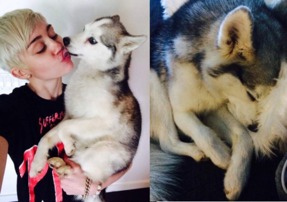 Miley Cyrus intenta comunicarse con su mascota fallecida&nbsp;&nbsp;&nbsp;