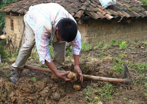 Buscan mejorar rendimiento en los cultivos de las papas