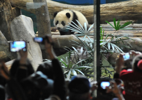 Osa panda, la nueva estrella del zoo de Taipéi