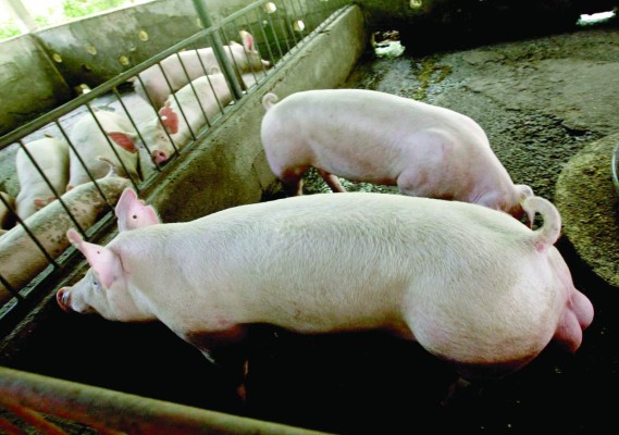 Senasa refuerza prevención por peste porcina africana