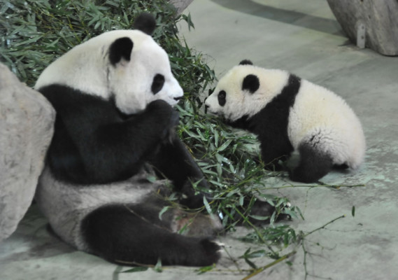 Osa panda, la nueva estrella del zoo de Taipéi