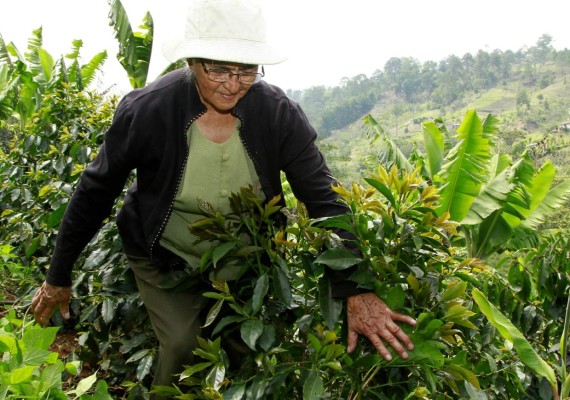 A sus 70 años logró producir el mejor café de Honduras