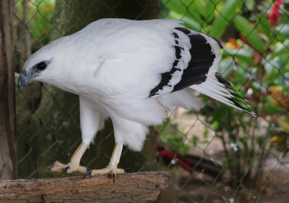 Naranjo Chino, un encanto natural en El Progreso