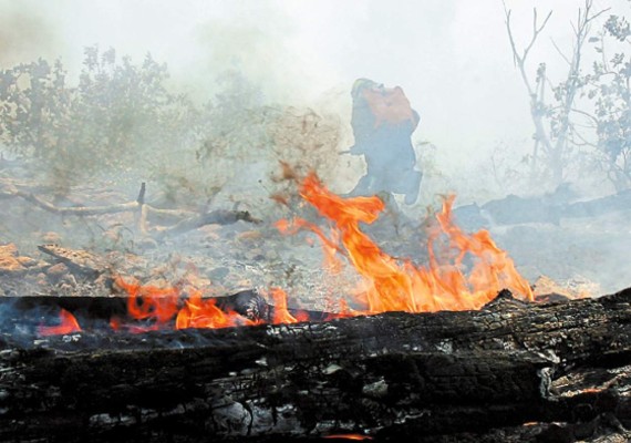 Incendio arrasa con bosque en Las Ánimas