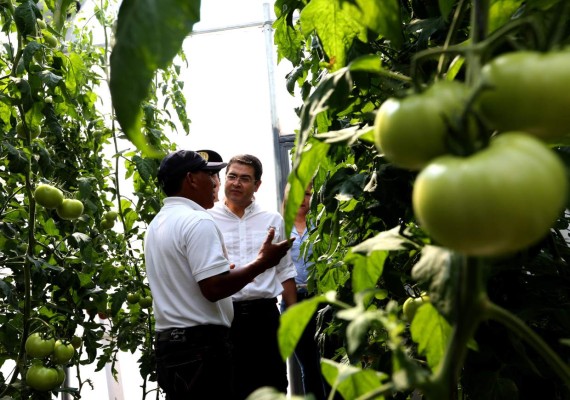 Inauguran ocho megainvernaderos para la producción de tomates en Marcala