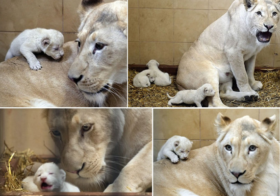Nacen tres leones blancos en Polonia