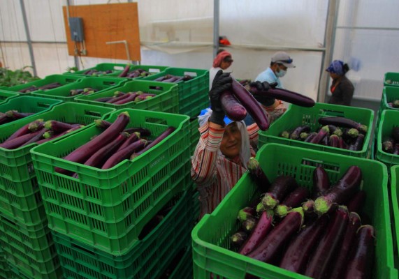 Empresas, listas para participar en misión comercial en Nicaragua