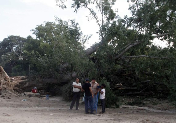 Trabajan en levantar árbol gigante que cayó en El Zapotal