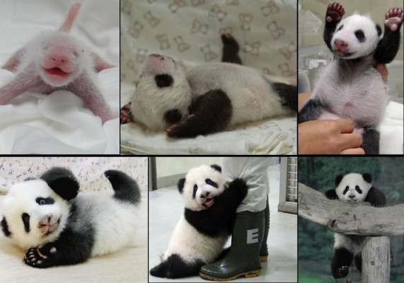 Osa panda, la nueva estrella del zoo de Taipéi