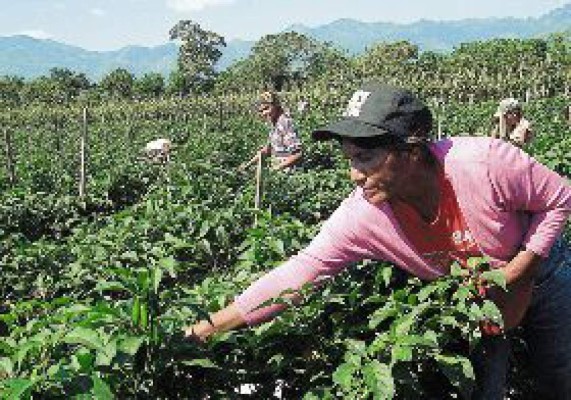 Inversiones del TLC no llegan al campo