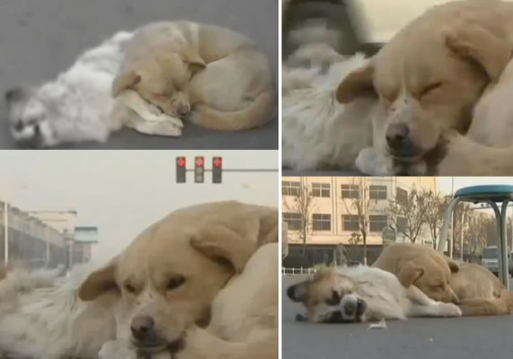 Perro se queda junto a su compañero que murió atropellado