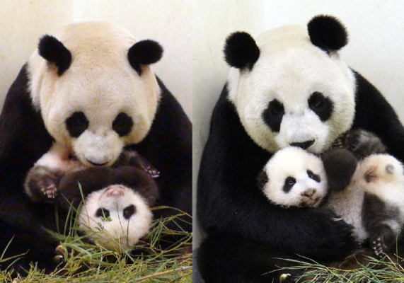 Osa panda, la nueva estrella del zoo de Taipéi