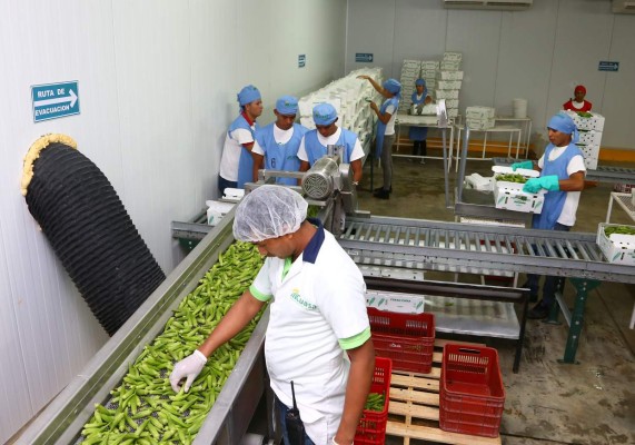 Exportadores hondureños de okra americana presionan el acelerador al 50%