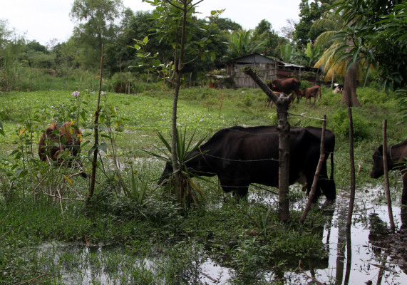El nivel del Ulúa baja, pero lluvias continuarán hoy