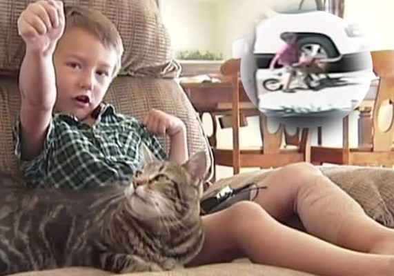 Gata que salvó a niño será homenajeada