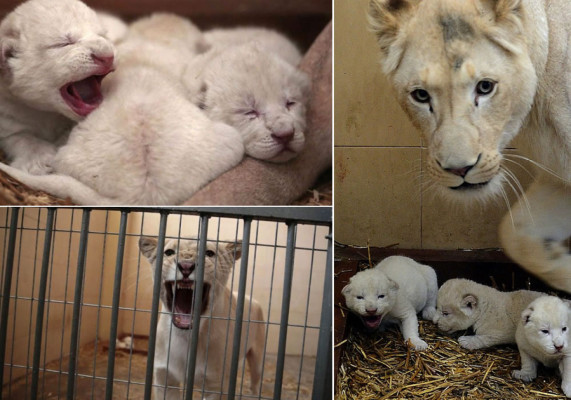 Nacen tres leones blancos en Polonia