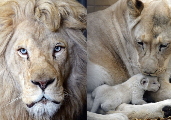 Nacen tres leones blancos en Polonia