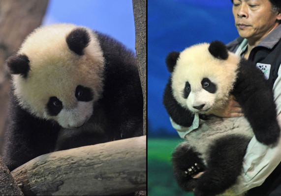 Osa panda, la nueva estrella del zoo de Taipéi