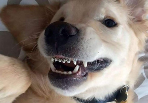 El tierno labrador que usa frenillos