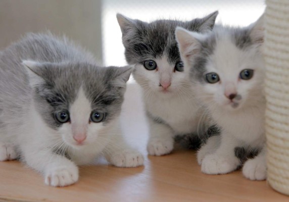 Consejos para cuidar a tu gato &nbsp;&nbsp;