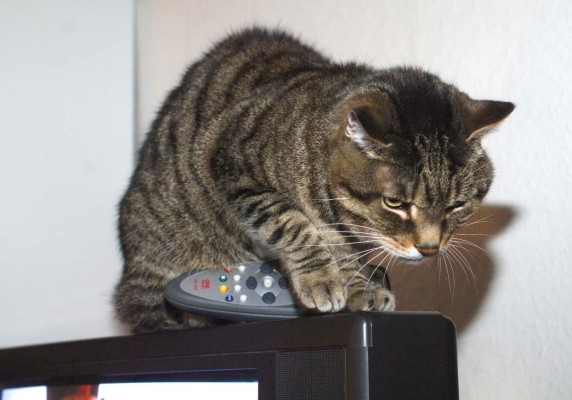 Gatos hacen 'fiesta' en apartamento