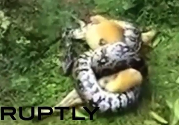 pitom(800x600)La imagen del canino siendo atrapado por la pitón. Foto Ruptly.