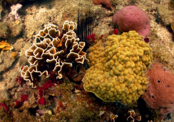Descubren en Trujillo los arrecifes de coral más sanos del Caribe hondureño