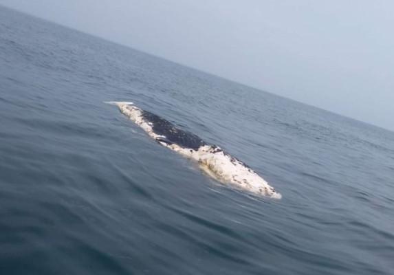 Encuentran muerta una ballena en la bahía de Omoa, Cortés