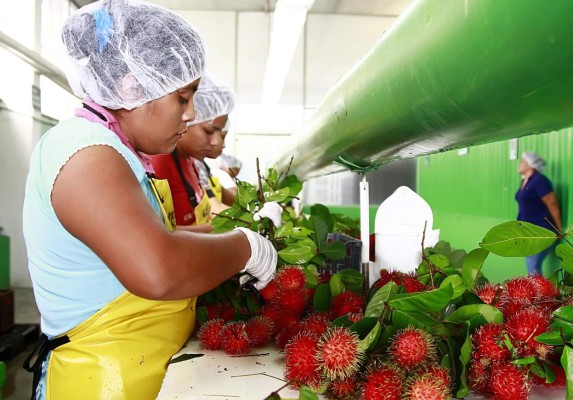 Rambután hondureño llega a Estados Unidos y Europa