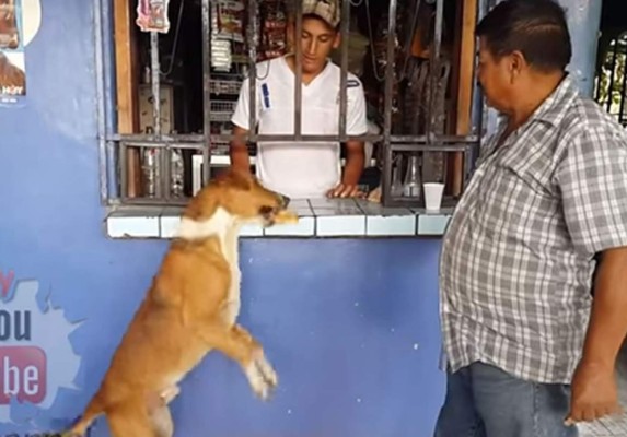 Don Alfredo, el dueño del perro, durante varios años se ha dedicado a educarlo y asdiestrarlo a su manera. Foto YouTube.