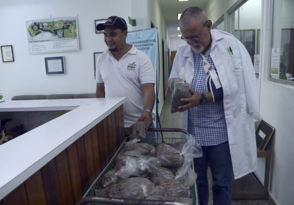 Menos palma y más maíz y frijoles, recomienda experto