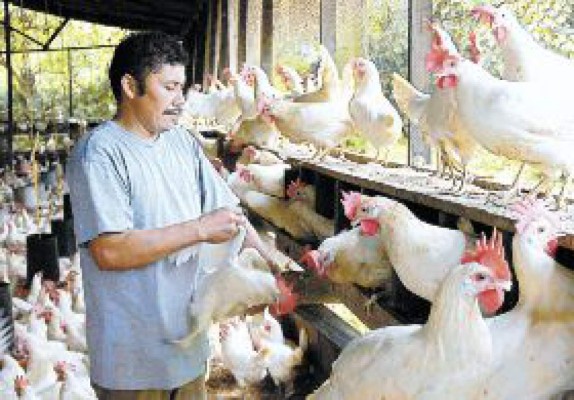 Reabren fronteras a pollo tico