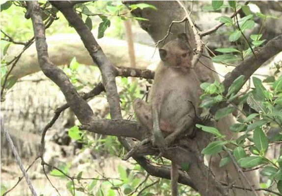 Vídeo: Monos que roban en un pueblo de Tailandia