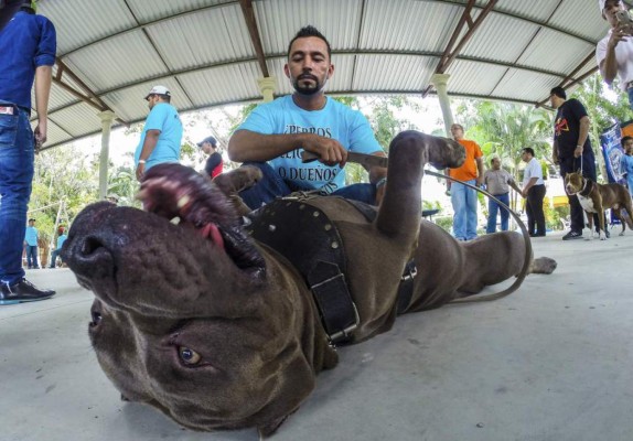 Honduras aprueba ley que prohíbe animales en circos y peleas de perros