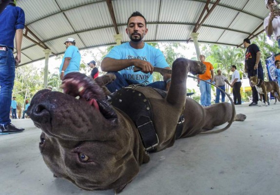 Honduras aprueba ley que prohíbe animales en circos y peleas de perros