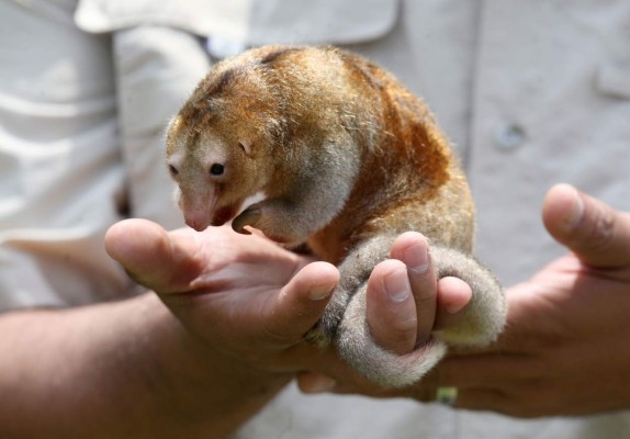 Fredy y Paulina, los osos hormigueros más longevos en cautiverio