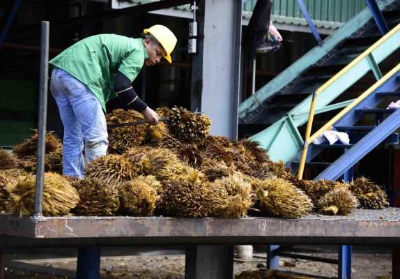 Banca está anuente a ofrecer créditos para sector palmero