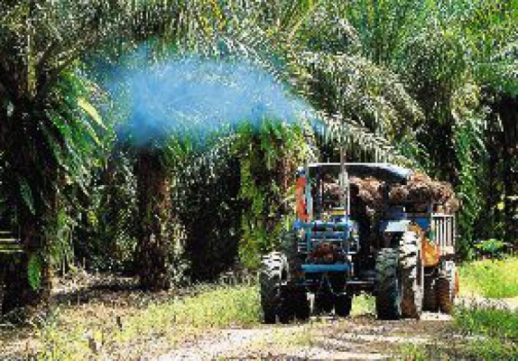 Llegan plantas al país para producir biodiésel