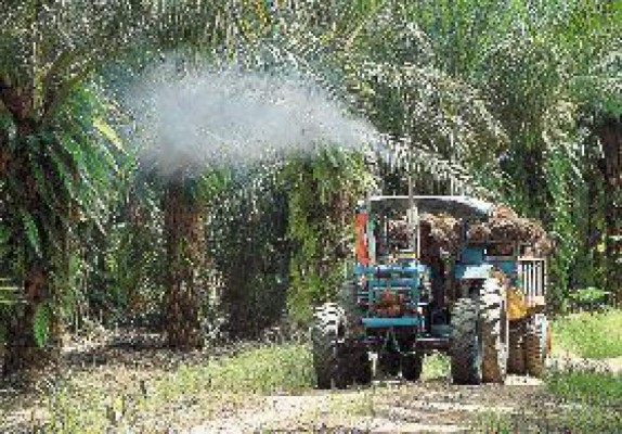 L 761 millones invertirán en cultivo de palma africana