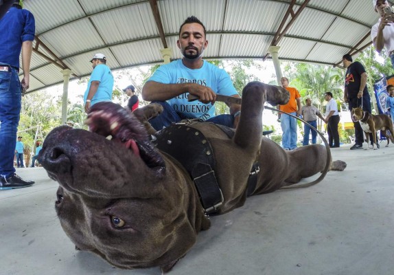Clubes caninos a favor de la crianza de perros de razas puras