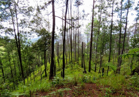 Pinalejo, cuna de presidentes, de gente amable y laboriosa