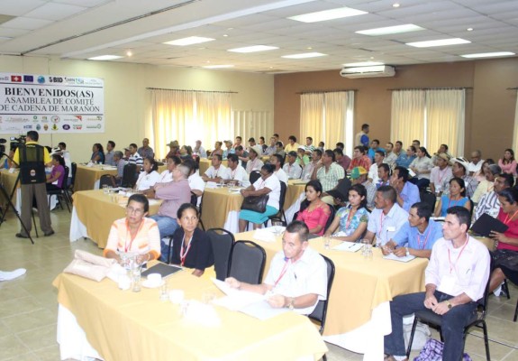 Productores de marañón buscan mejorar sus plantaciones