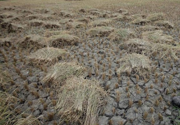 Filipinas sembrará nubes para provocar lluvias y paliar la fuerte sequía