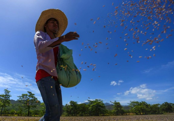 Más de 2,800 millones de lempiras invertidos en el agro y la ganadería