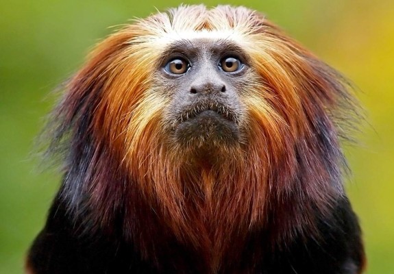 Amazonía, manantial infinito de vida