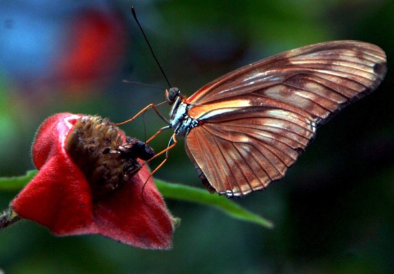 Roatán, lujo al natural