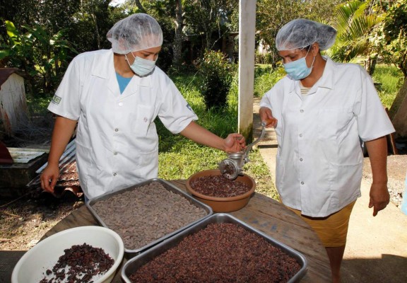 Se unen para promover la siembra de cacao en seis departamentos